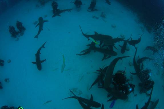 Mergulho com tubarões feito em Nassau - Bahamas